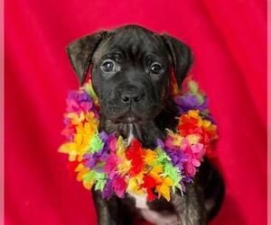 Mutt Dogs for adoption in Spring Lake, NJ, USA