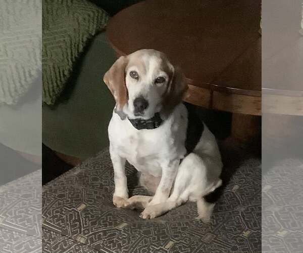 Medium Photo #1 Beagle Puppy For Sale in Atlanta, GA, USA