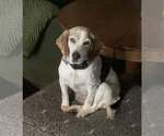 Small Beagle