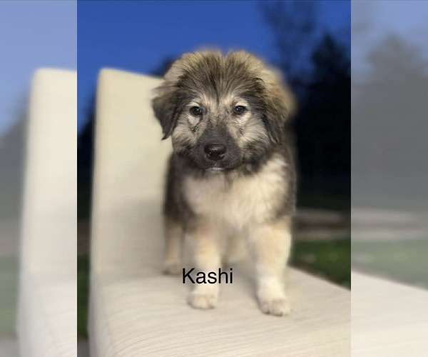 Medium Photo #1 Unknown-Wheaten Terrier Mix Puppy For Sale in Princeton, MN, USA