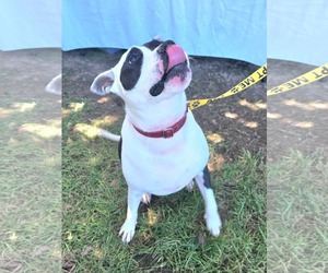 Rory - Male American Pit Bull Terrier Dog for Adoption - Photo #5
