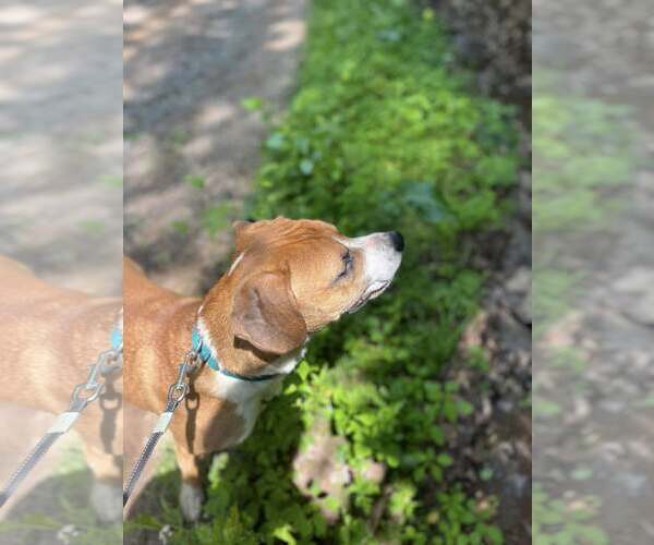 Medium Photo #5 Mutt Puppy For Sale in Hinton, WV, USA