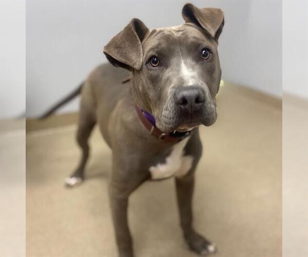 Medium Photo #1 American Pit Bull Terrier-Unknown Mix Puppy For Sale in Aurora, CO, USA