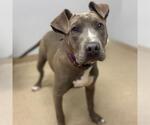 Small American Pit Bull Terrier Mix