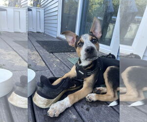 Mutt Dogs for adoption in Garden City, NY, USA