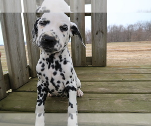 Dalmatian Puppy for sale in KALAMAZOO, MI, USA