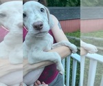 Small Photo #102 Great Dane Puppy For Sale in SPRAGGS, PA, USA