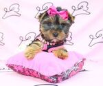 Small Photo #7 Yorkshire Terrier Puppy For Sale in LAS VEGAS, NV, USA