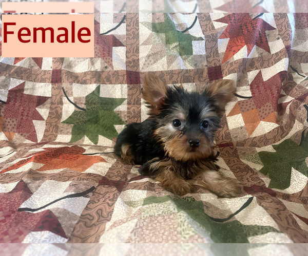 Medium Photo #2 Yorkshire Terrier Puppy For Sale in AMSTERDAM, MO, USA