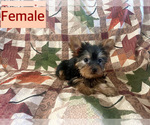 Small Photo #2 Yorkshire Terrier Puppy For Sale in AMSTERDAM, MO, USA