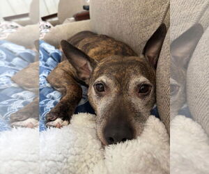 American Pit Bull Terrier-Unknown Mix Dogs for adoption in Oakhurst, NJ, USA