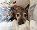 Small American Pit Bull Terrier Mix