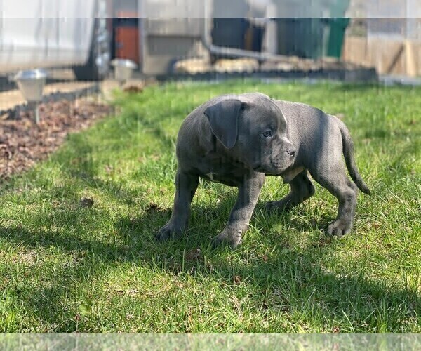 Medium Photo #13 American Bully Puppy For Sale in OVERLAND, KS, USA
