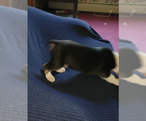Medium Photo #64 Olde English Bulldogge Puppy For Sale in HAMLER, OH, USA