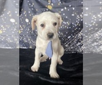 Small Photo #1 Australian Cattle Dog-Great Pyrenees Mix Puppy For Sale in LANCASTER, PA, USA