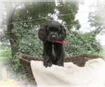 Puppy Lily Cocker Spaniel-Miniature Bernedoodle Mix