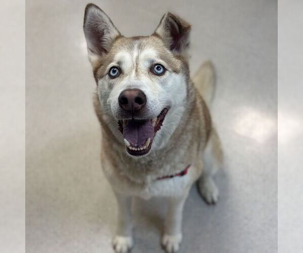 Medium Photo #2 Siberian Husky Puppy For Sale in Rohnert Park, CA, USA