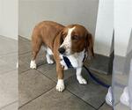 Small Basset Hound Mix