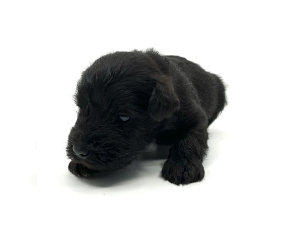 Medium Photo #10 Schnauzer (Miniature) Puppy For Sale in WINTERVILLE, GA, USA