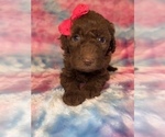 Small #1 Poodle (Standard)