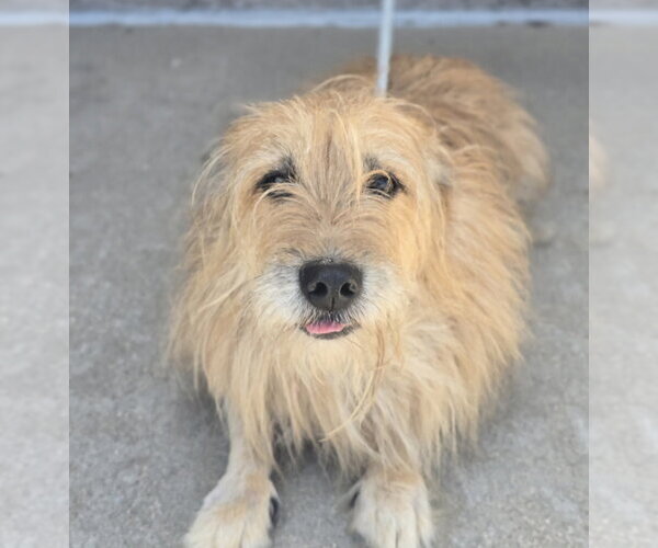 Medium Photo #4 Cairn Terrier-Unknown Mix Puppy For Sale in Lakewood, CO, USA