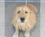 Small #3 Cairn Terrier Mix