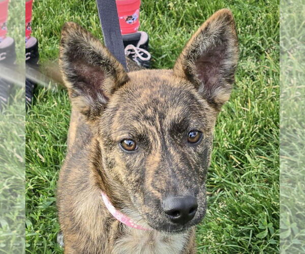 Medium Photo #2 German Shepherd Dog-Red Heeler Mix Puppy For Sale in Huntley, IL, USA