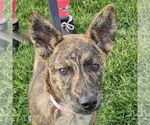 Small #1 German Shepherd Dog-Red Heeler Mix