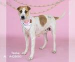 Small #1 English Foxhound Mix