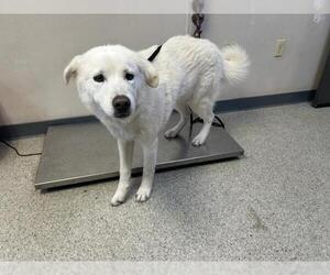 Great Pyrenees-Unknown Mix Dogs for adoption in Visalia, CA, USA
