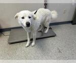Small Great Pyrenees Mix
