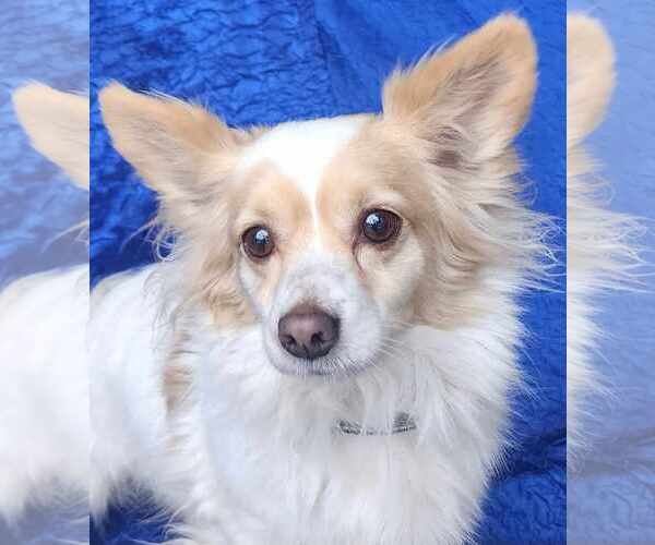 Medium Photo #1 Chiranian Puppy For Sale in Cuba, NY, USA