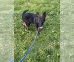 Puppy 1 German Shepherd Dog