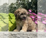 Small #5 Lhasa Apso-Poodle (Toy) Mix
