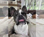 Small Photo #2 French Bulldog Puppy For Sale in St. Louis Park, MN, USA