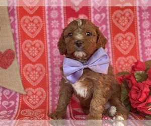 Cavapoo Puppy for sale in LANCASTER, PA, USA