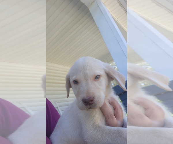 Medium Photo #5 Labrador Retriever Puppy For Sale in PADUCAH, KY, USA