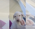 Small #4 Labrador Retriever