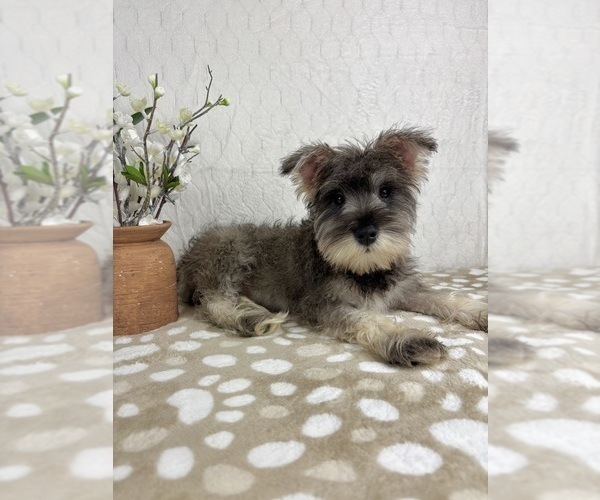 Medium Photo #8 Schnauzer (Miniature) Puppy For Sale in INDIANAPOLIS, IN, USA