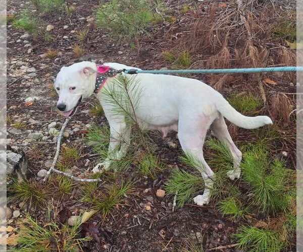 Medium Photo #3 American Pit Bull Terrier-Staffordshire Bull Terrier Mix Puppy For Sale in Holly Springs, NC, USA