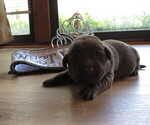 Puppy Puppy 4 Labrador Retriever