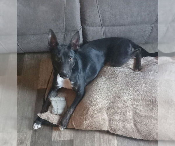 Medium Photo #3 Australian Shepherd-Unknown Mix Puppy For Sale in Fort Wayne, IN, USA