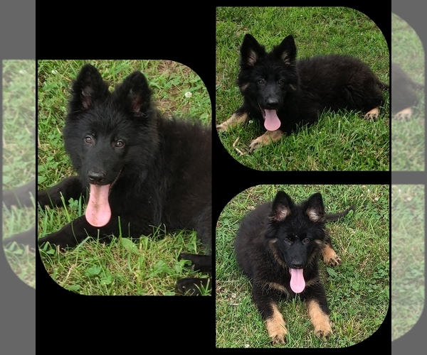 Medium Photo #1 German Shepherd Dog Puppy For Sale in COUCH, MO, USA