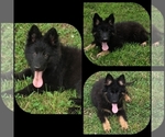 Image preview for Ad Listing. Nickname: Litter of 3