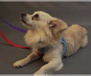 Alfredo - Male Paperanian Dog for Adoption - Photo #5