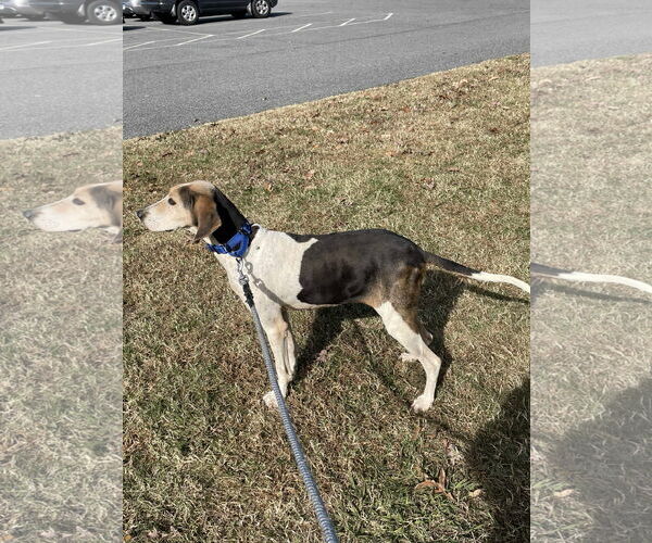 Medium Photo #2 Mutt Puppy For Sale in Rustburg, VA, USA