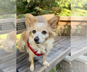 Naomi McGee - Female Chiranian Dog for Adoption - Photo #2