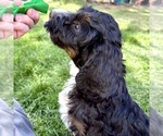 Enchilada - Male Bernedoodle (Miniature) Puppy for Sale - Photo #3