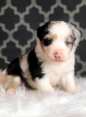 Miniature American Shepherd Puppy for sale in LAWRENCE, KS, USA