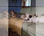 Small #10 American Pit Bull Terrier Mix